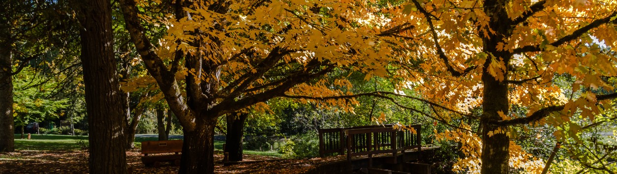 Park in Corvallis Oregon